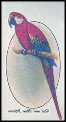 33PACBT 30 Red and Blue Macaw.jpg